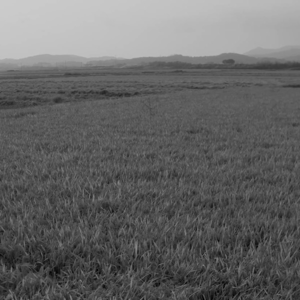 서천 철새 탐조 영상. 기러기. 잔잔 스튜디오